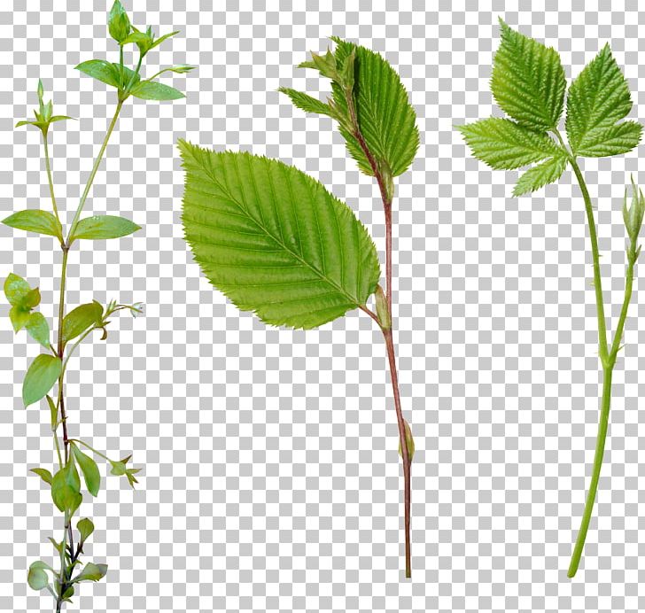 Leaf Computer Icons Chozo PNG, Clipart, Blog, Branch, Chozo, Computer Icons, Computer Network Free PNG Download