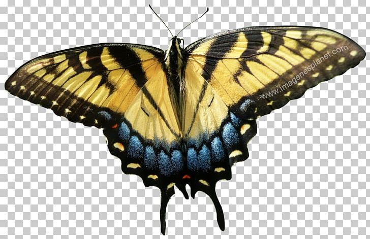 Swallowtail Butterfly Insect Photography PNG, Clipart, Arthropod, Blue, Brush Footed Butterfly, Butterflies And Moths, Butterfly Free PNG Download