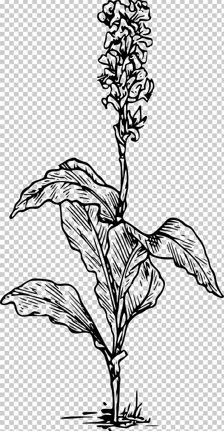 Canna Indica Drawing Arum-lily Lilium PNG, Clipart, Art, Artwork, Arumlily, Black And White, Branch Free PNG Download