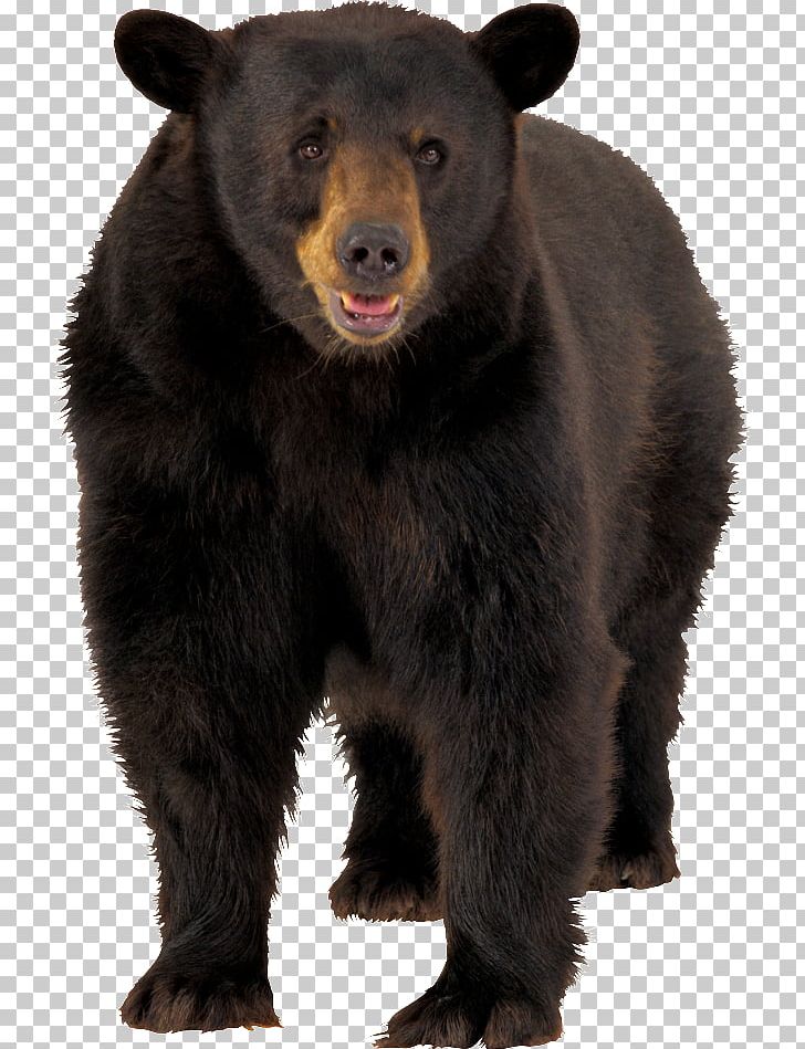 Polar Bear American Black Bear PNG, Clipart, American Black Bear, Animal, Animals, Bear, Bearish Free PNG Download