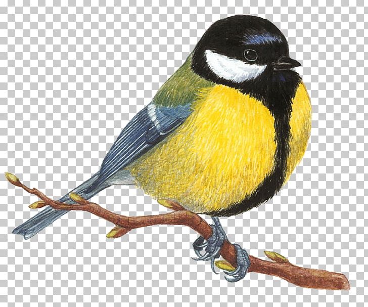 Bird Great Tit Mésange Drawing Great Spotted Woodpecker PNG, Clipart, Animal, Animals, Beak, Bird, Chickadee Free PNG Download