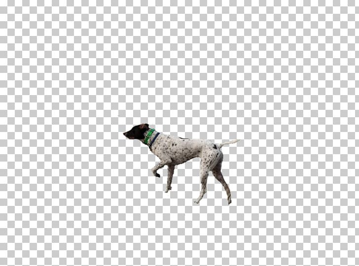 Pointer Dog Breed Hunting Dog Sporting Group Crossbreed PNG, Clipart, Breed, Carnivoran, Crossbreed, Dog, Dog Breed Free PNG Download