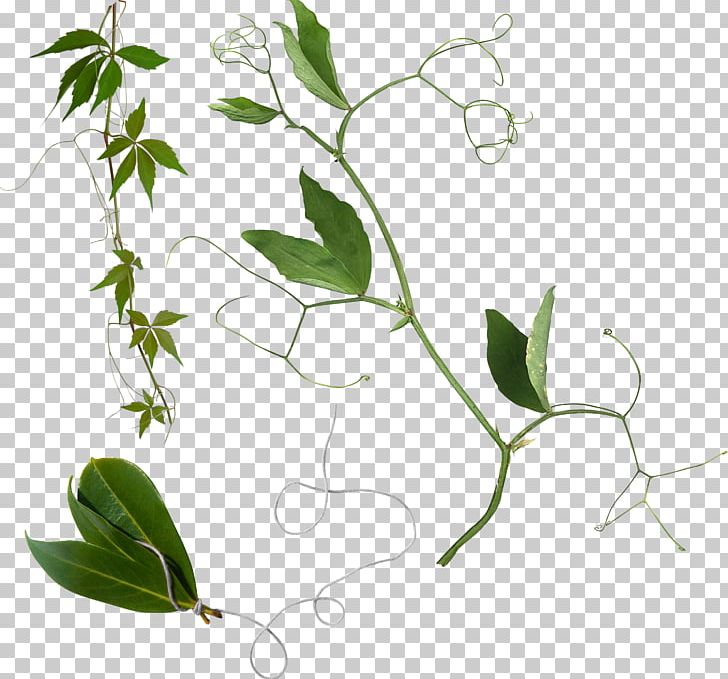 Food Leaf Branch PNG, Clipart, Art, Art Design, Branch, Clip Art, Computer Icons Free PNG Download