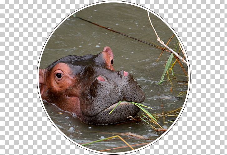 Hippopotamus Terrestrial Animal Wildlife Snout PNG, Clipart, Animal, Fauna, Hippopotamus, Mammal, Organism Free PNG Download