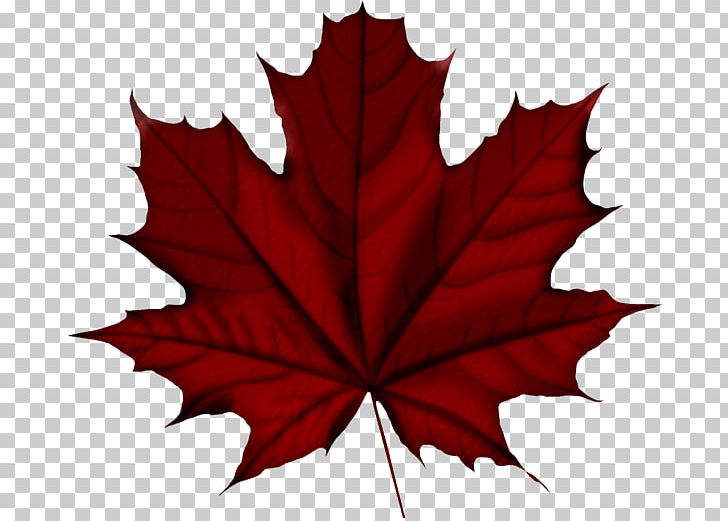 Maple Leaf Tree PNG, Clipart, Business, Flowering Plant, Food, Leaf, Maple Free PNG Download