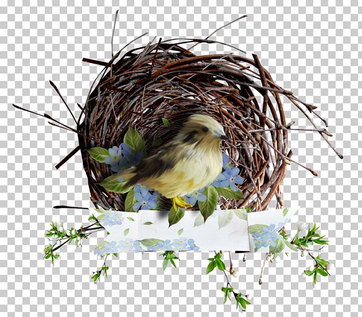 Bird Nest Owl Eurasian Magpie PNG, Clipart, Animals, Beak, Bird, Bird Cage, Bird Nest Free PNG Download