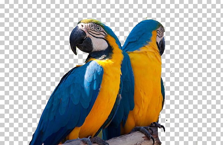 Parrot Blue-and-yellow Macaw Bird Lear's Macaw PNG, Clipart, Animal, Animals, Aviculture, Beak, Bird Free PNG Download