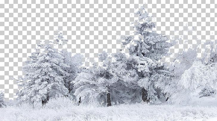 Snow Tree Winter Birch PNG, Clipart, 1080p, Black And White, Branch, Christmas Decoration, Christmas Snow Free PNG Download