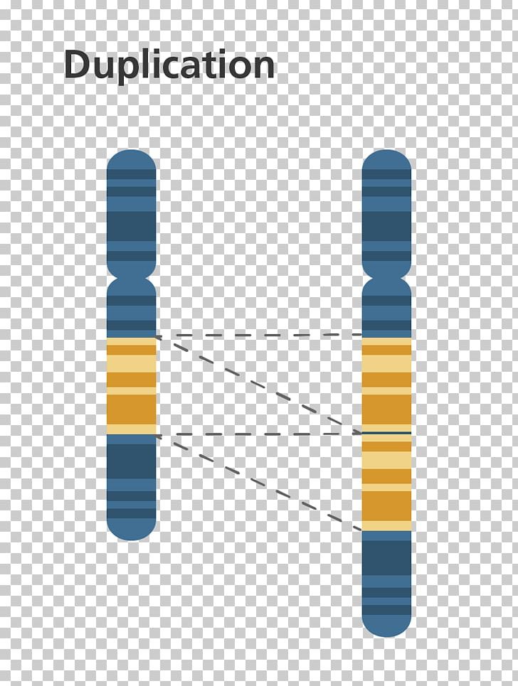 Chromosome Abnormality Gene Duplication Chromosomal Translocation Genetics PNG, Clipart, Angle, Brand, Cell, Cell Division, Chromosomal Inversion Free PNG Download