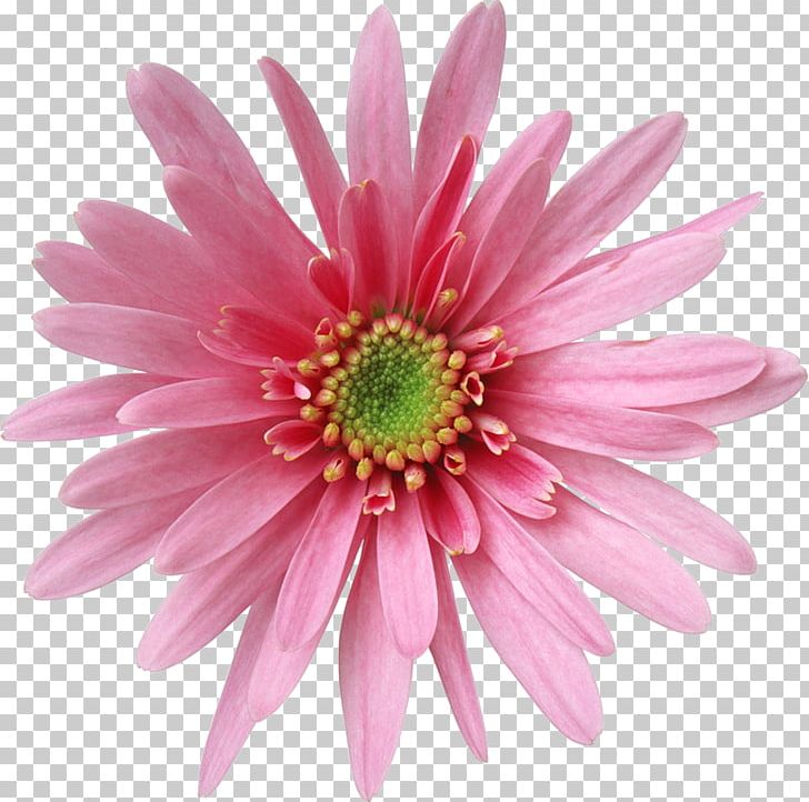 FLORES PNG, Clipart, Animation, Annual Plant, Aster, Chrysanths, Computer Icons Free PNG Download