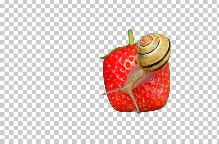 Strawberry Microscope Icon PNG