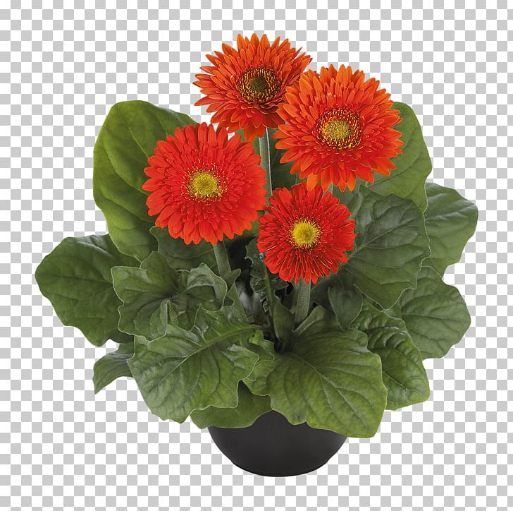 Transvaal Daisy Chrysanthemum Floristry Cut Flowers Flowerpot PNG, Clipart, Annual Plant, Artificial Flower, Chrysanthemum, Chrysanths, Cut Flowers Free PNG Download