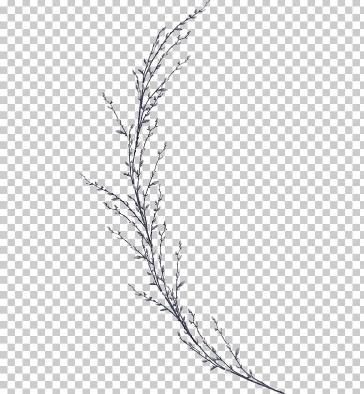 Twig Plant Stem Leaf Line Art Flower PNG, Clipart, Black And White, Branch, Drawing, Flora, Flower Free PNG Download