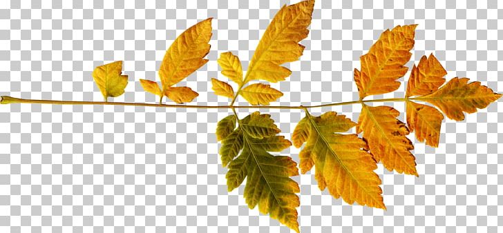 Autumn Leaf Color Autumn Leaf Color PNG, Clipart, Autumn, Autumn Leaf Color, Autumn Leaves, Autumn Tree, Branch Free PNG Download