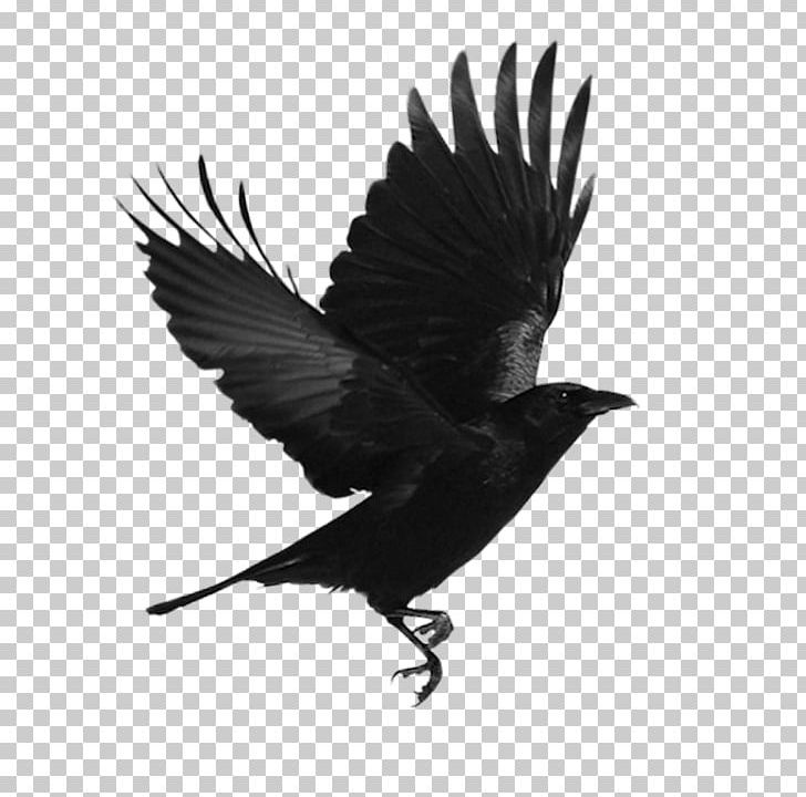 Black Bird PNG, Clipart, American Crow, Beak, Bird, Bird Flight, Bird Nest Free PNG Download