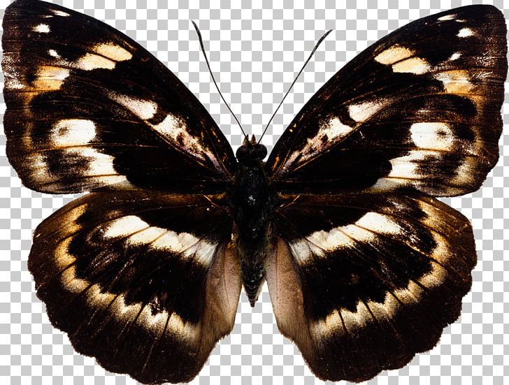 Butterfly Insect Photography PNG, Clipart, Arthropod, Brush Footed Butterfly, Butterflies And Moths, Butterfly, Download Free PNG Download