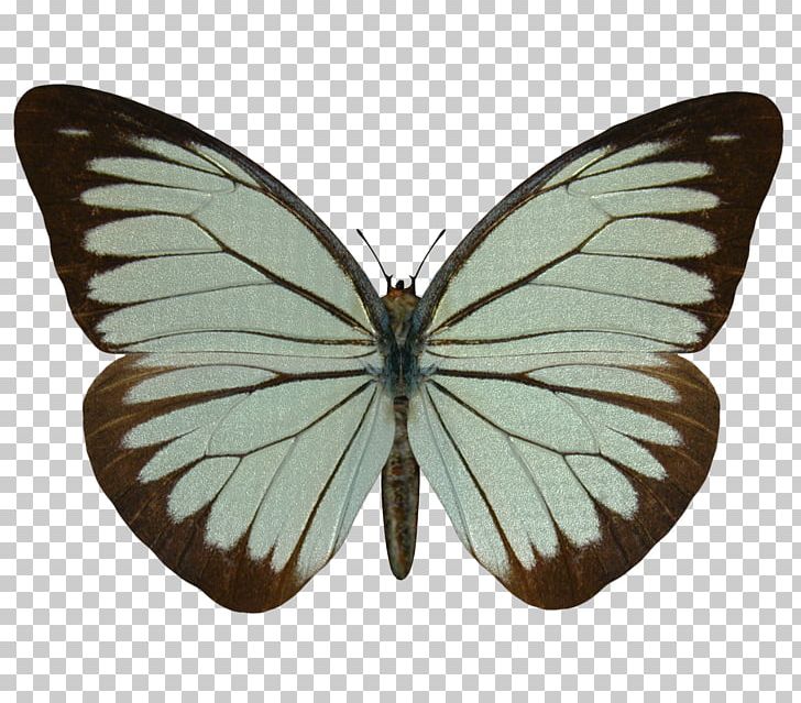 Butterfly Pieridae Stock Photography Pieris Brassicae PNG, Clipart, Arthropod, Brush Footed Butterfly, Butterflay, Butterfly, Insect Free PNG Download