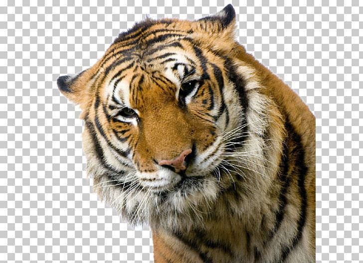 Cat French Bulldog Bengal Tiger White Tiger Tigers Roar! PNG, Clipart, Animals, Bengal Tiger, Big Cat, Big Cats, Carnivoran Free PNG Download
