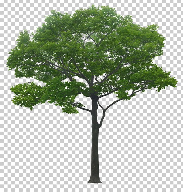 Landscape Architecture Landscape Architecture Urban Planning PNG, Clipart, Architect, Architectural Drawing, Architecture, Big, Branch Free PNG Download