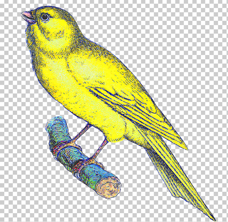 Bird Beak Atlantic Canary Songbird Yellow PNG, Clipart, Atlantic Canary, Beak, Bird, Budgie, Canary Free PNG Download
