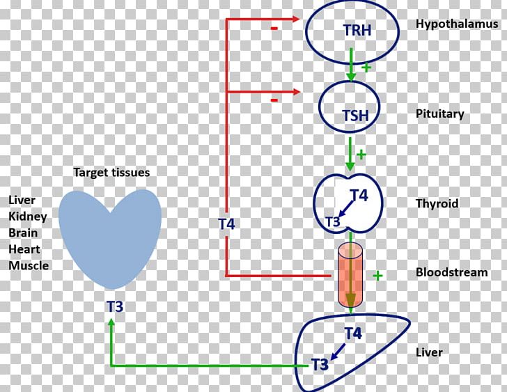 Triiodothyronine Thyroid Hormones Thyroxine PNG, Clipart, Angle, Area, Blood, Diagram, Endocrine System Free PNG Download