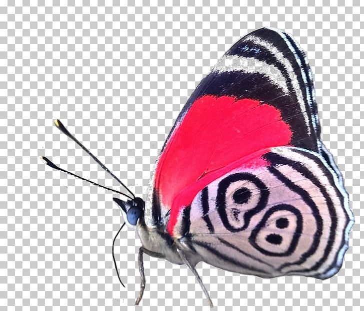 Butterfly Moth Diaethria Phlogea Diaethria Clymena Diaethria Euclides PNG, Clipart, 7 G, Arthropod, Brush Footed Butterfly, Butterflies And Moths, Butterfly Free PNG Download