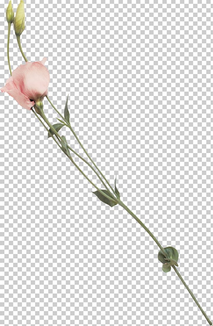 PicsArt Photo Studio Sticker Plant Stem Flower PNG, Clipart, Beautiful Rose, Branch, Flower, Flowering Plant, Others Free PNG Download