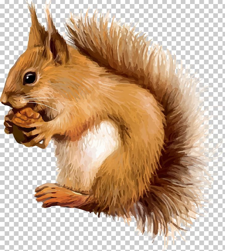 Red Squirrel PNG, Clipart, Animal, Animals, Arctic Ground Squirrel, Download, Drawing Free PNG Download