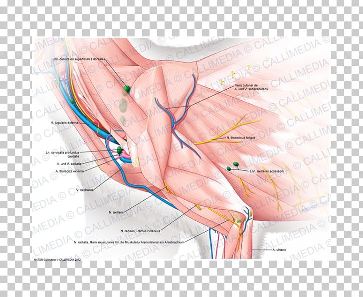 Thumb Muscle Shoulder Nerve Blood Vessel PNG, Clipart, Abdomen, Anatomy, Arm, Art, Artery Free PNG Download