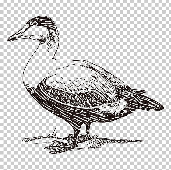 American Pekin Duck Mallard Bird PNG