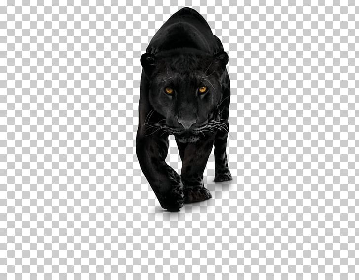 Black Panther Leopard PNG, Clipart, Big Cat, Big Cats, Black, Black Cat, Black Panther Free PNG Download