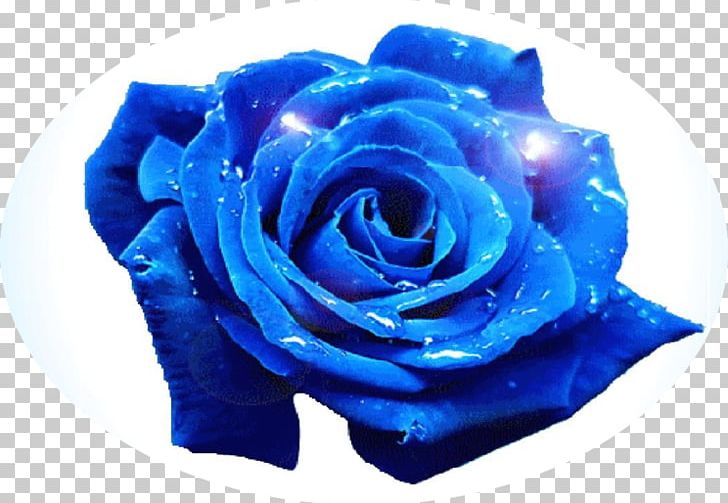 Blue Rose Flower Garden Roses PNG, Clipart, Blue, Blue Flower, Blue Flowers, Blue Rose, Cobalt Blue Free PNG Download