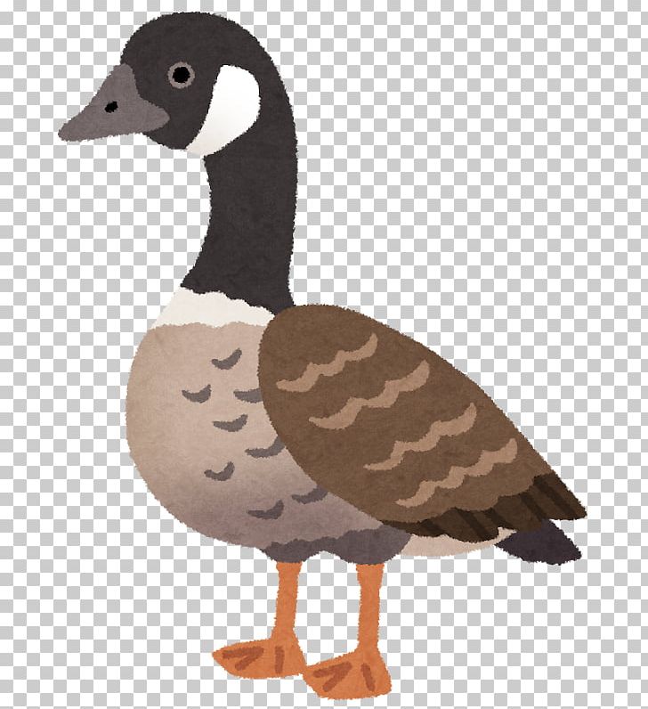 Cackling Goose Duck Nene Ganso PNG, Clipart, Animals, Beak, Bird, Blog, Cackling Goose Free PNG Download