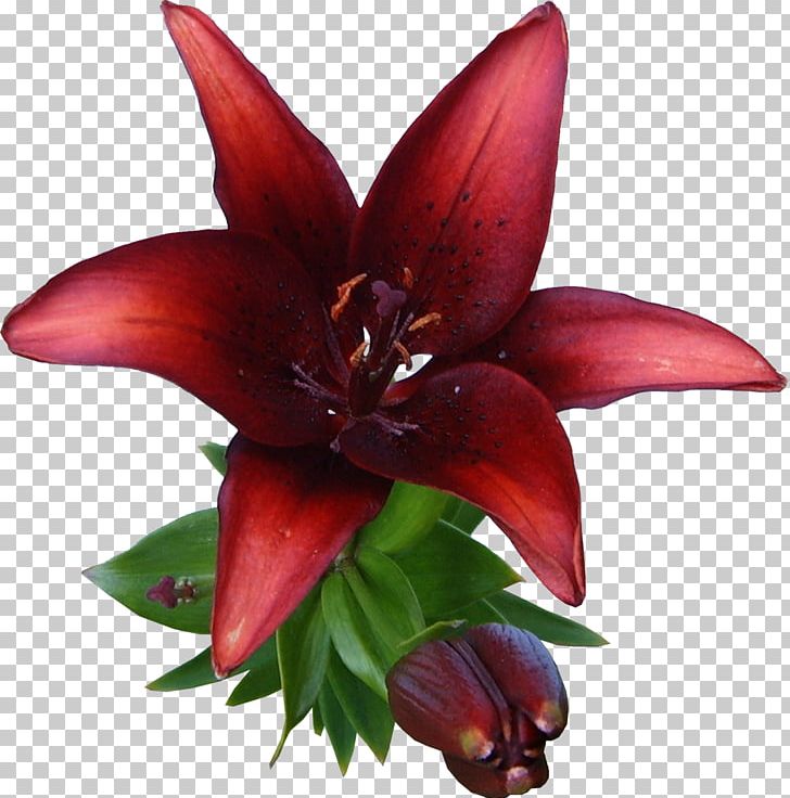 Lilium Cut Flowers Painting PNG, Clipart, Color, Cut Flowers, Flower, Flowering Plant, Lilium Free PNG Download