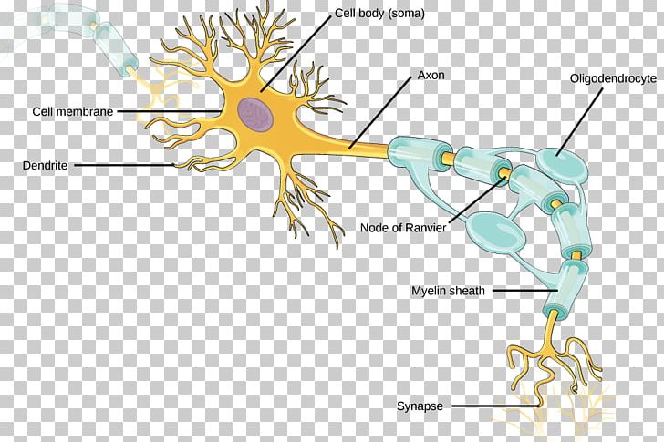 Neuron Axon Nervous System Neuroglia Dendrite PNG, Clipart, Action Potential, Anatomy, Angle, Area, Art Free PNG Download