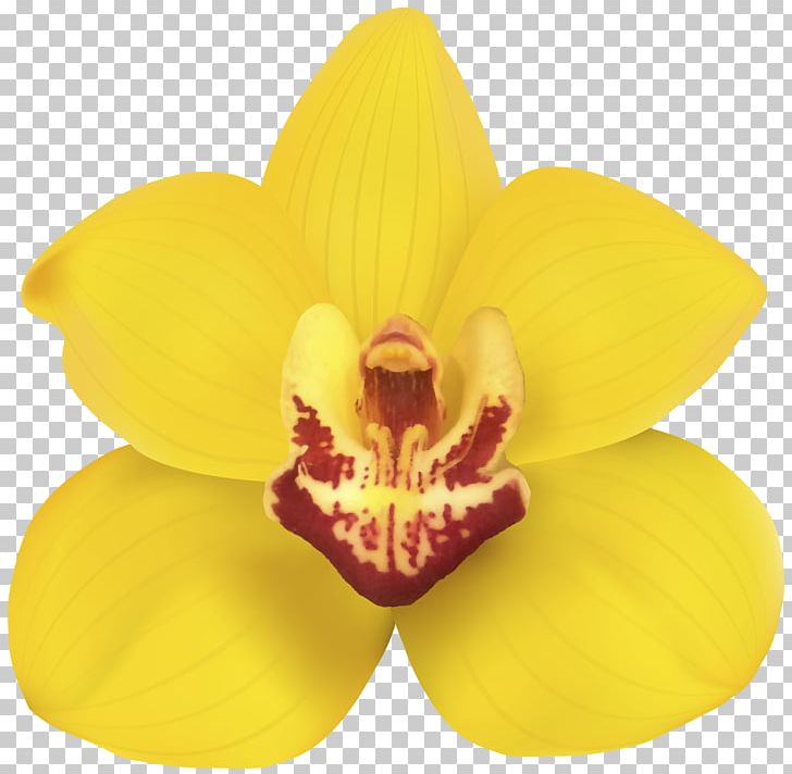 Orchids Flower Desktop PNG, Clipart, Cattleya, Cattleya Orchids, Clip Art, Computer Icons, Desktop Wallpaper Free PNG Download