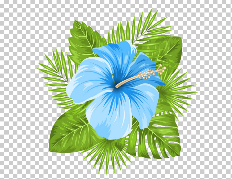 Blue Hawaiian Hibiscus Flower Hibiscus Plant PNG, Clipart, Blue, Flower, Hawaiian Hibiscus, Hibiscus, Leaf Free PNG Download