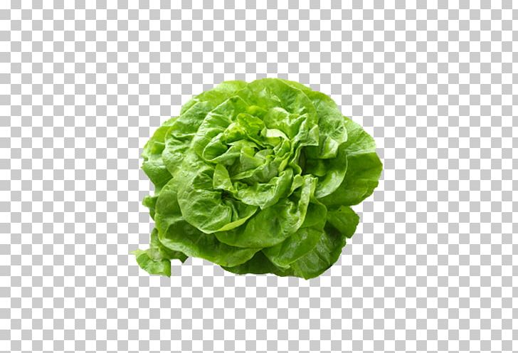 Butterhead Lettuce Romaine Lettuce Salad Vegetable PNG, Clipart, Butter, Butterhead Lettuce, Carrot, Chard, Cruciferous Vegetables Free PNG Download
