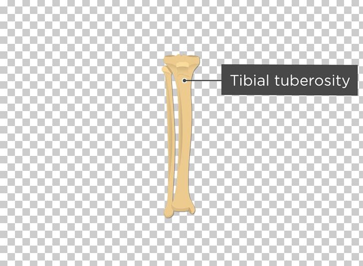 Tuberosity Of The Tibia Fibula Human Body Anatomy PNG, Clipart, Anatomy, Angle, Anterior, Bone, Femur Free PNG Download