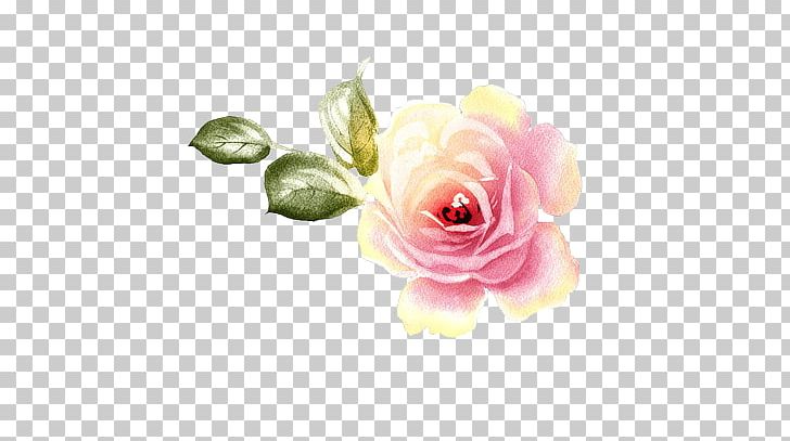 Garden Roses Centifolia Roses Floral Design Flower PNG, Clipart, Art, Artificial Flower, Centifolia Roses, Cut Flowers, Floral Design Free PNG Download