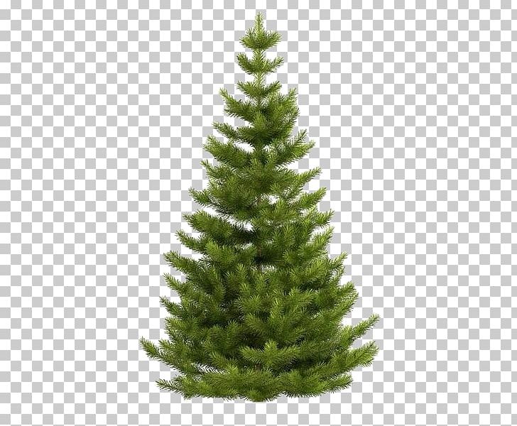 Norway Spruce Blue Spruce Balsam Fir Fraser Fir White Fir PNG, Clipart, Biome, Christmas Decoration, Christmas Ornament, Christmas Tree, Conifer Free PNG Download