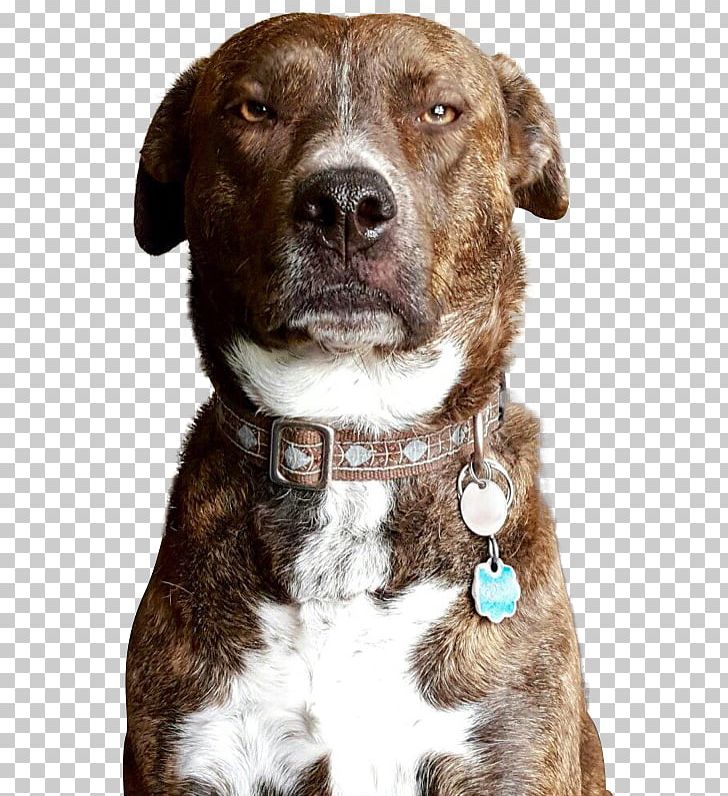 Dog Breed American Pit Bull Terrier Dog Collar Snout PNG, Clipart, American Pit Bull Terrier, Breed, Collar, Dog, Dog Breed Free PNG Download