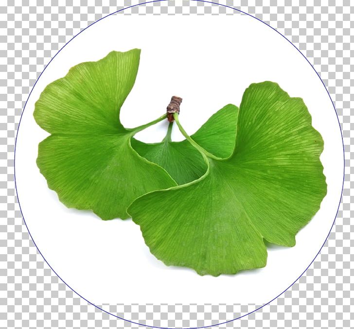 Ginkgo Biloba Dietary Supplement Extract Brain Health PNG, Clipart,  Free PNG Download