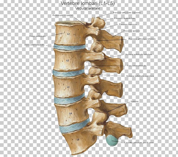 Intervertebral Disc Vertebral Column Sacroiliac Joint PNG, Clipart, Anatomy, Atlantooccipital Joint, Atlas, Facet Joint, Human Body Free PNG Download