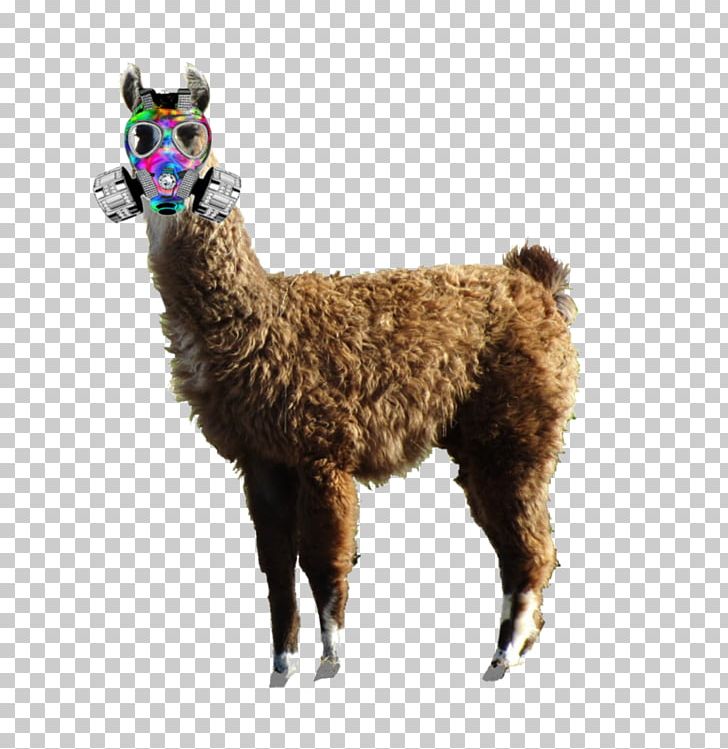 Llama Alpaca Fur Terrestrial Animal PNG, Clipart, Alpaca, Animal, Camel Like Mammal, Fur, Livestock Free PNG Download