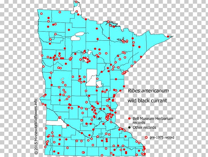 Minnesota Hemlock Spotted Cowbane Poison Philadelphia Fleabane PNG, Clipart, Angle, Apiaceae, Area, Fleabane, Food Drinks Free PNG Download