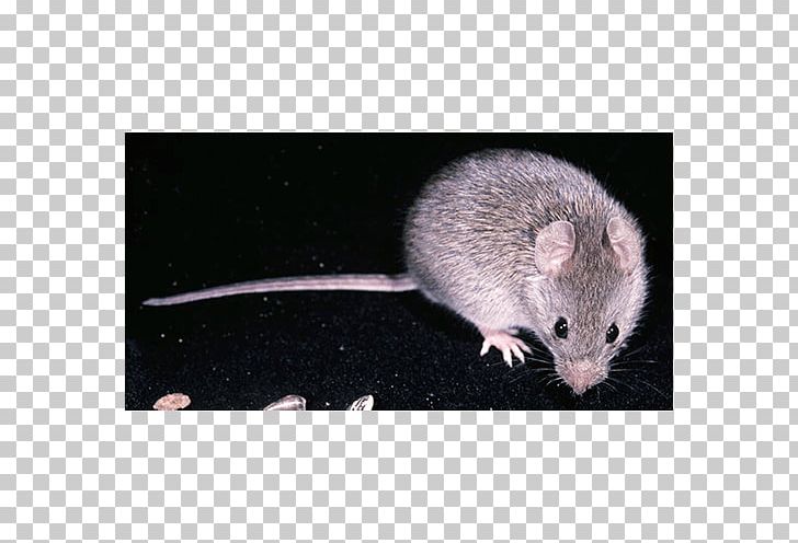 Mouse Rat Gerbil Zygodontomys Brevicauda Rodent PNG, Clipart, Alchetron Technologies, American, Animal, Animals, Dormouse Free PNG Download