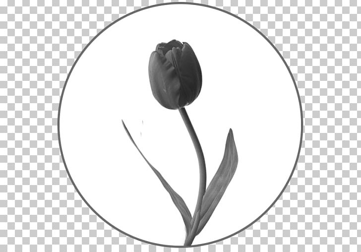 Black And White Monochrome Photography Flower PNG, Clipart, Black, Black And White, Colegio De San Juan De Letran, College, Flora Free PNG Download