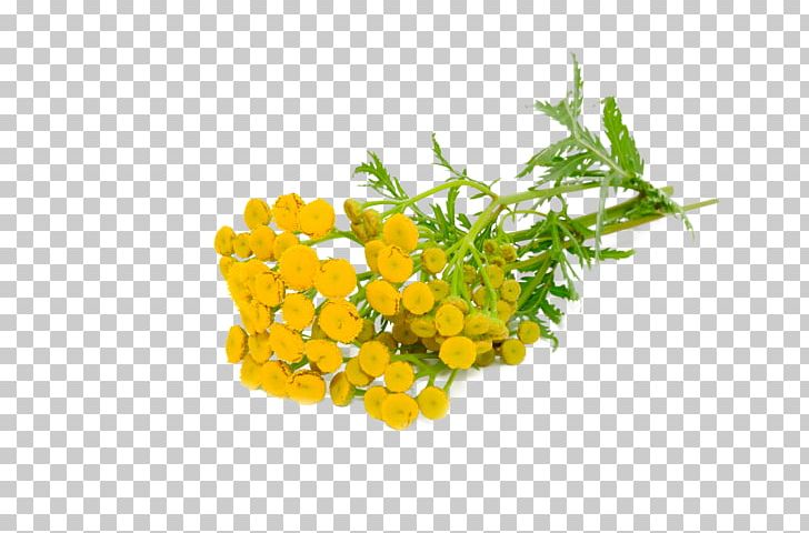 Essential Oil Tansy Fragrance Oil Everlasting Flowers PNG, Clipart, Argan, Argan Oil, Bath Salts, Blue, Chamomile Free PNG Download