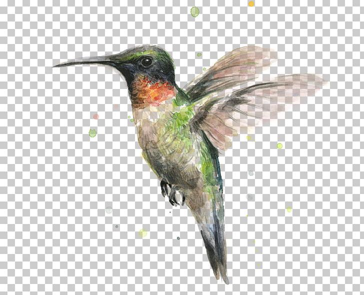 Hummingbird Watercolor Painting Printmaking PNG, Clipart, Animals, Art, Artist, Beak, Bird Free PNG Download